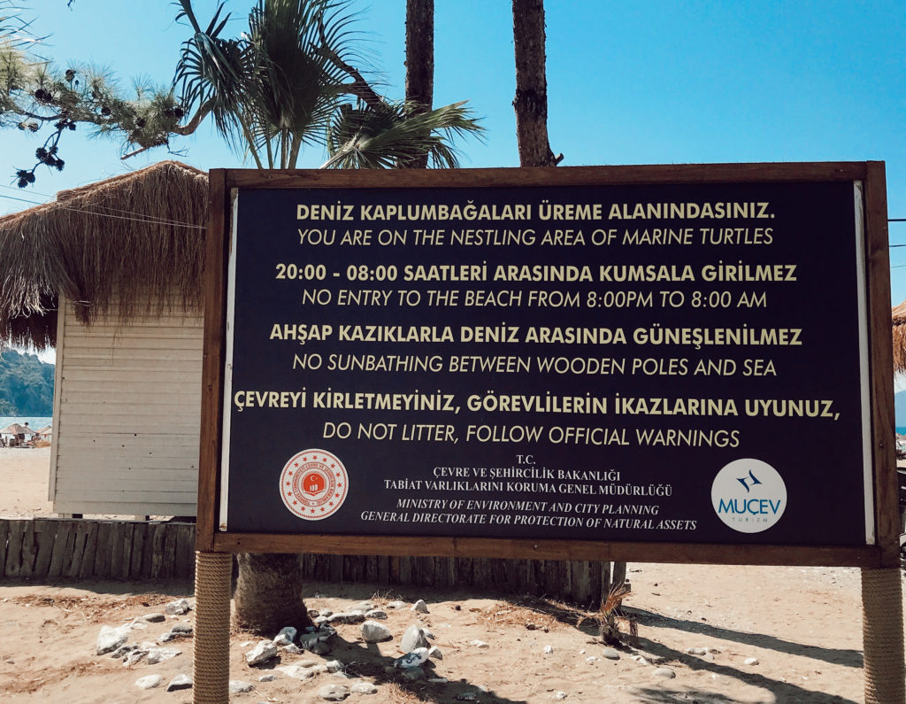 Siyah bir tabela üzerinde deniz kablumbağalarıyla ilgili bilgilerin yer aldığı görüntü