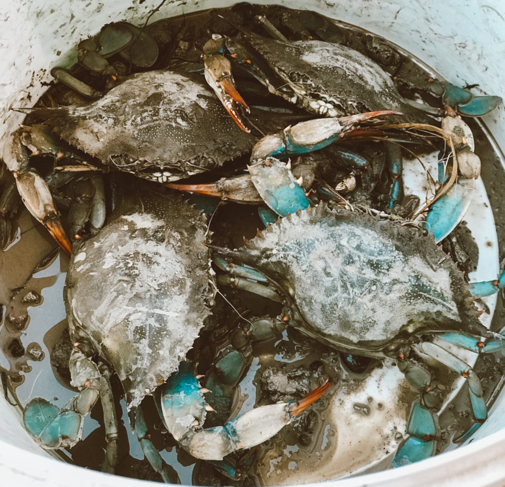 Bir kova içerisine konulmuş mavi ve turuncu renkteki kıskaçları olan yengeçlerden görüntü.